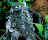 NECA 7" Predator Jungle Demon - Action Figure - 30th Anniversary Collection NEW